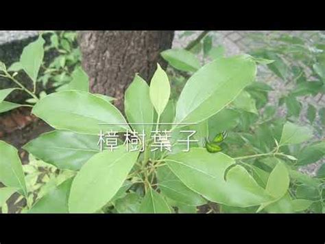 樟樹種植|【樟樹種植】樟樹種植秘訣大公開：教你育苗、繁殖、。